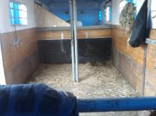 Horse trailer stalls