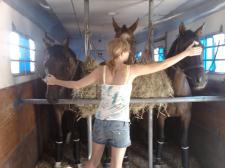 Horses loaded and ready for shipping