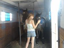 Happy horses on the trailer