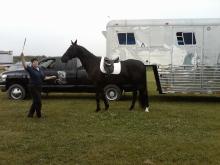 Shipping a show horse