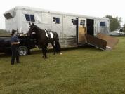 Equine hauling trailer